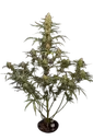 Original Jack Herer Auto | AUTOFEM | Fast Buds - Freigestellt 2026-08-13
