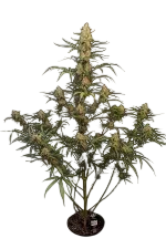 Original Jack Herer Auto | AUTOFEM | Fast Buds - Freigestellt 2026-08-13