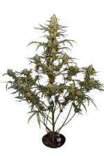 Original Jack Herer Auto | AUTOFEM | Fast Buds - Freigestellt 2026-08-13