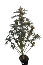 Original Northern Lights Auto | AUTOFEM | Fast Buds - Freigestellt 2026-08-13