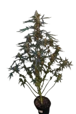 Original Northern Lights Auto | AUTOFEM | Fast Buds - Freigestellt 2026-08-13