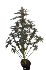 Original Northern Lights Auto | AUTOFEM | Fast Buds - Freigestellt 2026-08-13