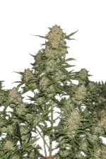 Original OG Kush Auto | AUTOFEM | Fast Buds - Freigestellt 2026-08-13