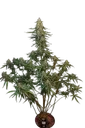 Original Sour Diesel Auto | AUTOFEM | Fast Buds - Freigestellt 2026-08-13