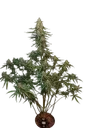 Original Sour Diesel Auto | AUTOFEM | Fast Buds - Freigestellt 2026-08-13