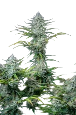 Original White Widow Auto | AUTOFEM | Fast Buds - Freigestellt 2026-08-13