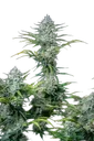 Original White Widow Auto | AUTOFEM | Fast Buds - Freigestellt 2026-08-13