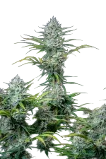 Original White Widow Auto | AUTOFEM | Fast Buds - Freigestellt 2026-08-13