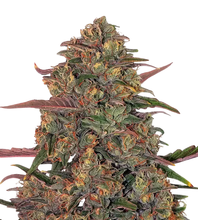 Pineapple Chunk | PHOTOFEM | Barneys Farm - Freigestellt 2026-08-13