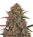 Pineapple Chunk | PHOTOFEM | Barneys Farm - Freigestellt 2026-08-13