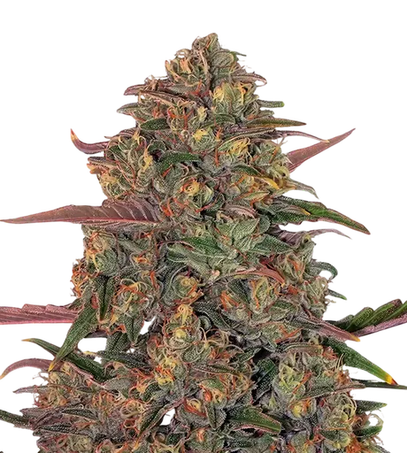 Pineapple Chunk | PHOTOFEM | Barneys Farm - Freigestellt 2026-08-13