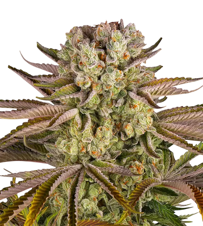 Pineapple Express | PHOTOFEM | Barneys Farm - Freigestellt 2026-08-13