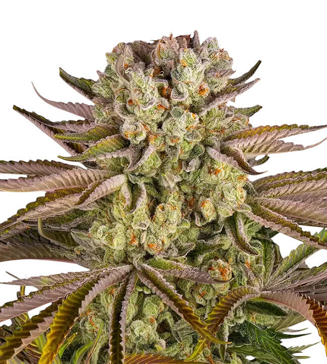 Pineapple Express | PHOTOFEM | Barneys Farm - Freigestellt 2026-08-13