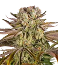 Pineapple Express | PHOTOFEM | Barneys Farm - Freigestellt 2026-08-13