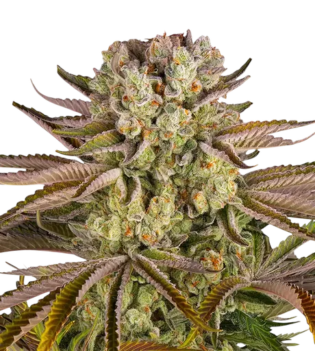 Pineapple Express | PHOTOFEM | Barneys Farm - Freigestellt 2026-08-13