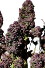 Purple Haze Auto | AUTOFEM | Fast Buds - Freigestellt 2026-08-13