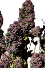 Purple Haze Auto | AUTOFEM | Fast Buds - Freigestellt 2026-08-13