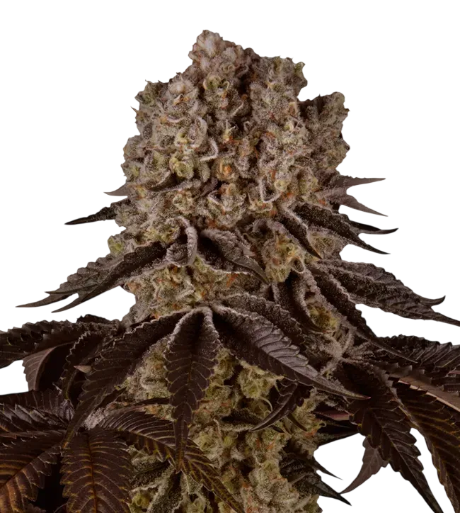 Purple Punch | PHOTOFEM | Barneys Farm - Freigestellt 2026-08-13