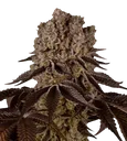 Purple Punch | PHOTOFEM | Barneys Farm - Freigestellt 2026-08-13
