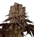 Purple Punch | PHOTOFEM | Barneys Farm - Freigestellt 2026-08-13