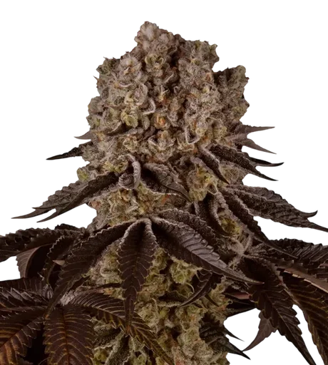 Purple Punch | PHOTOFEM | Barneys Farm - Freigestellt 2026-08-13