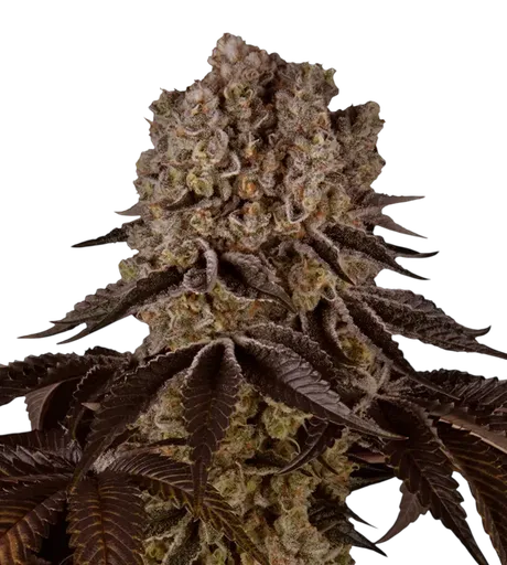 Purple Punch | PHOTOFEM | Barneys Farm - Freigestellt 2026-08-13