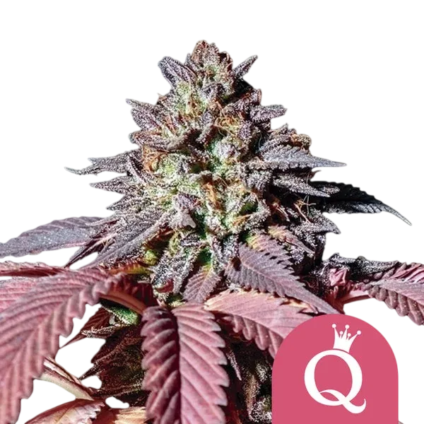 Purple Queen | PHOTOFEM | Royal Queen Seeds - Freigestellt 2026-08-13