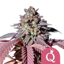 Purple Queen | PHOTOFEM | Royal Queen Seeds - Freigestellt 2026-08-13