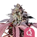 Purple Queen | PHOTOFEM | Royal Queen Seeds - Freigestellt 2026-08-13