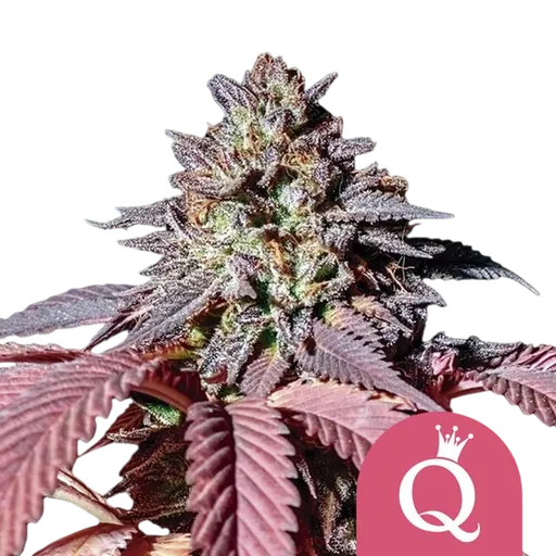 Purple Queen | PHOTOFEM | Royal Queen Seeds - Freigestellt 2026-08-13