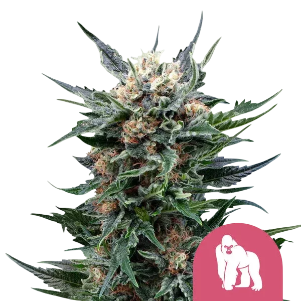 Royal Gorilla | PHOTOFEM | Royal Queen Seeds - Freigestellt 2026-08-13
