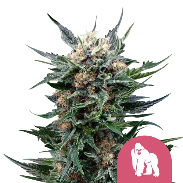 Royal Gorilla | PHOTOFEM | Royal Queen Seeds - Freigestellt 2026-08-13