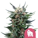Royal Gorilla | PHOTOFEM | Royal Queen Seeds - Freigestellt 2026-08-13