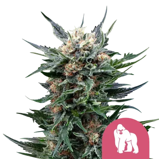 Royal Gorilla | PHOTOFEM | Royal Queen Seeds - Freigestellt 2026-08-13