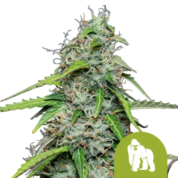 Royal Gorilla Auto | AUTOFEM | Royal Queen Seeds - Freigestellt 2026-08-13
