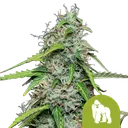 Royal Gorilla Auto | AUTOFEM | Royal Queen Seeds - Freigestellt 2026-08-13