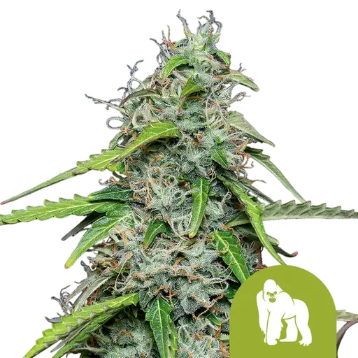 Royal Gorilla Auto | AUTOFEM | Royal Queen Seeds - Freigestellt 2026-08-13