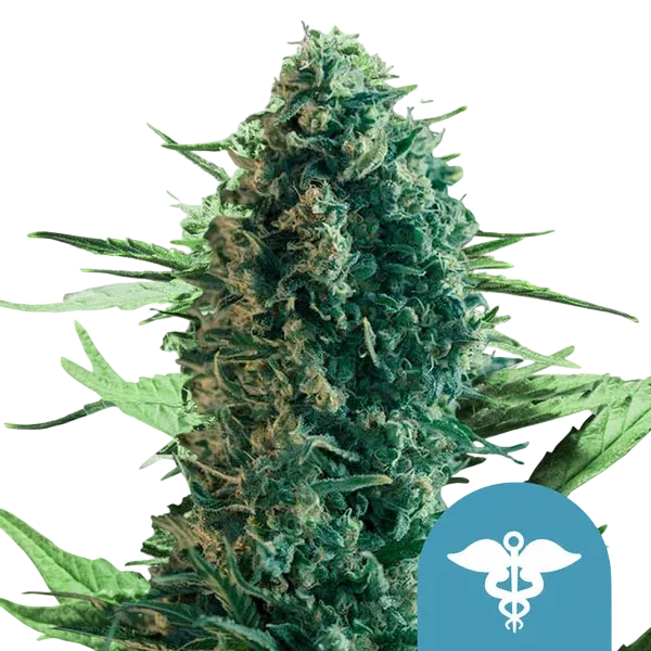 Royal Medic CBD | PHOTOFEM | Royal Queen Seeds - Freigestellt 2026-08-13