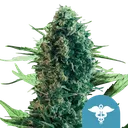 Royal Medic CBD | PHOTOFEM | Royal Queen Seeds - Freigestellt 2026-08-13