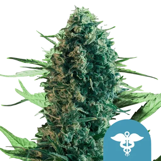 Royal Medic CBD | PHOTOFEM | Royal Queen Seeds - Freigestellt 2026-08-13