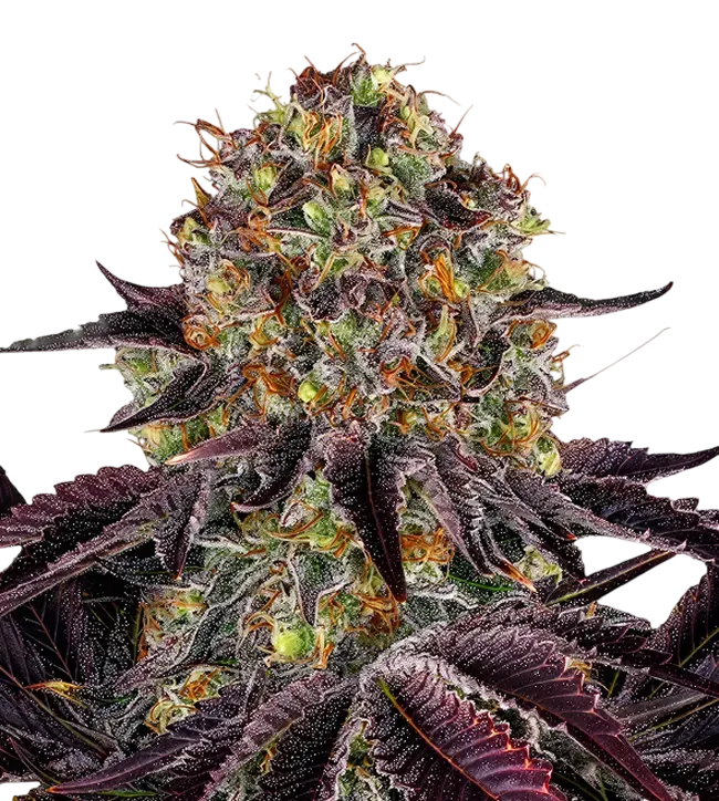 Runtz x Layer Cake | PHOTOFEM | Barneys Farm - Freigestellt 2026-08-13