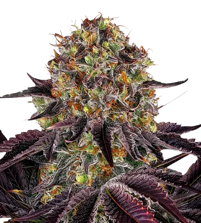 Runtz x Layer Cake | PHOTOFEM | Barneys Farm - Freigestellt 2026-08-13