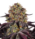 Runtz x Layer Cake | PHOTOFEM | Barneys Farm - Freigestellt 2026-08-13