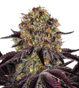 Runtz x Layer Cake | PHOTOFEM | Barneys Farm - Freigestellt 2026-08-13