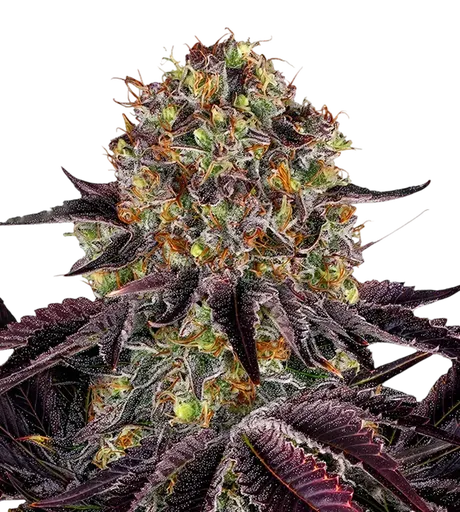 Runtz x Layer Cake | PHOTOFEM | Barneys Farm - Freigestellt 2026-08-13