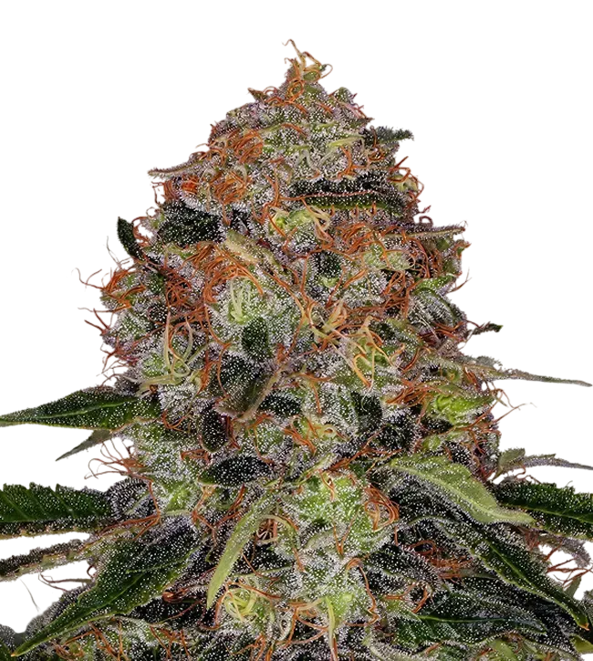Shiskaberry | PHOTOFEM | Barneys Farm - Freigestellt 2026-08-13