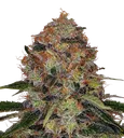 Shiskaberry | PHOTOFEM | Barneys Farm - Freigestellt 2026-08-13