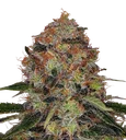 Shiskaberry | PHOTOFEM | Barneys Farm - Freigestellt 2026-08-13