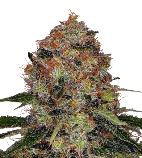 Shiskaberry | PHOTOFEM | Barneys Farm - Freigestellt 2026-08-13
