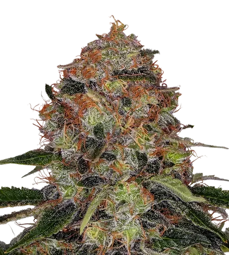 Shiskaberry | PHOTOFEM | Barneys Farm - Freigestellt 2026-08-13